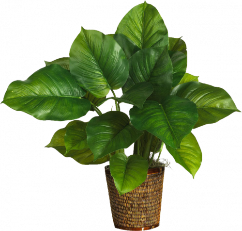 green leaf albizia julibrissin plant with pot